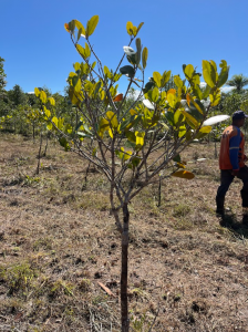 É Tempo de Plantar para Colher um Futuro Melhor Como o Reflorestamento Ajuda a Superar as Queimadas no Brasil