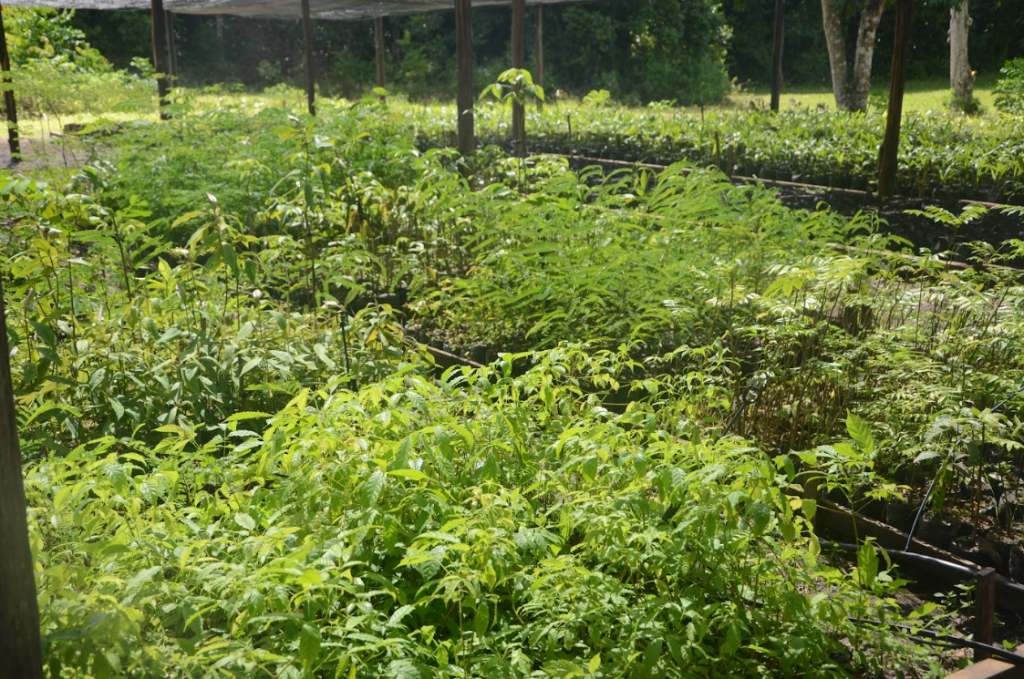 O Refúgio Ecológico Pau Brasil Preservando a Mata Atlântica para as Futuras Gerações