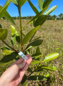 Uma Muda Muda Tudo: O Presente Sustentável que Transforma o Futuro